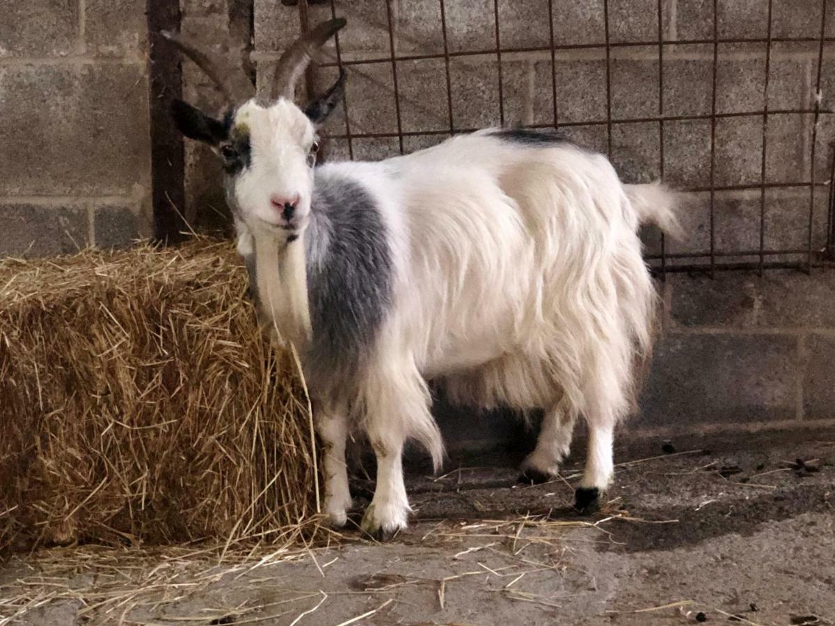 לינה וארוחת בוקר אבריסטוויט Llangwyryfon Country Breaks מראה חיצוני תמונה